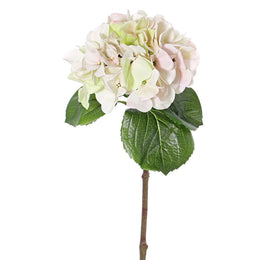 HORTENSIA BLANCA CON ROSADO 60 CM