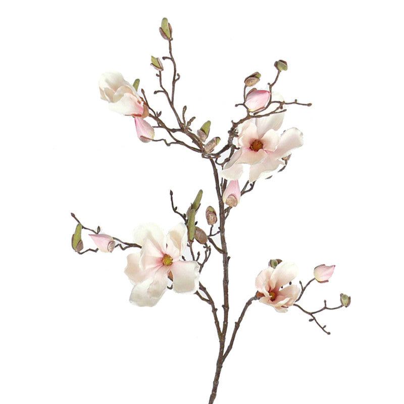 MAGNOLIA SOULANGEANA ROSA PALIDO 107 CM