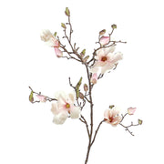 MAGNOLIA SOULANGEANA ROSA PALIDO 107 CM