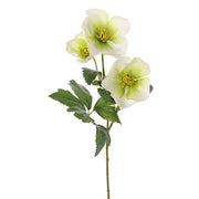 ELÉBORO BLANCO 45 CM