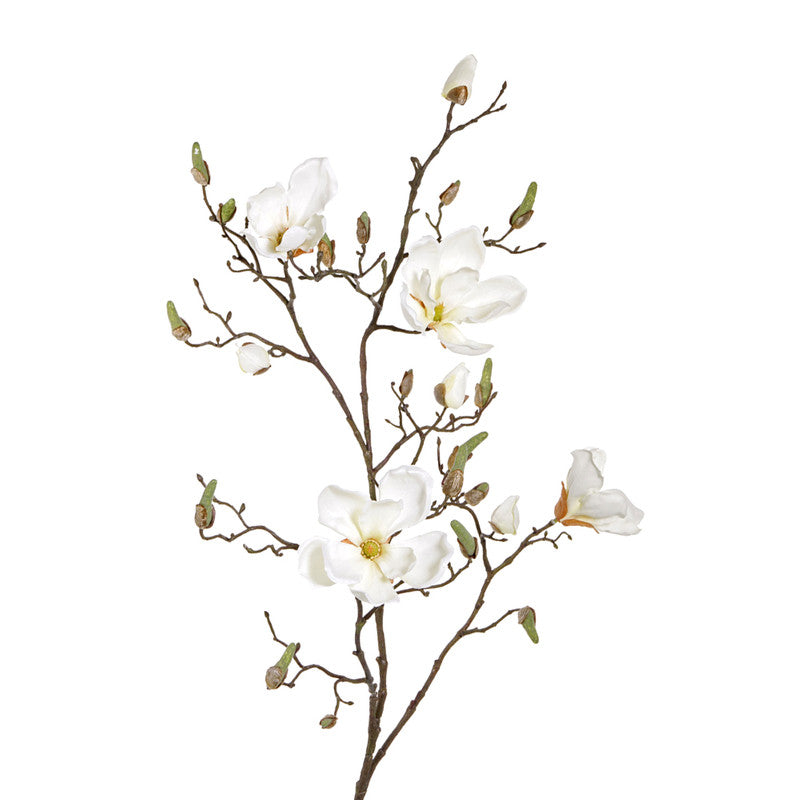 MAGNOLIA CREMA 107 CM SOULANGEANA (4 FLORES)