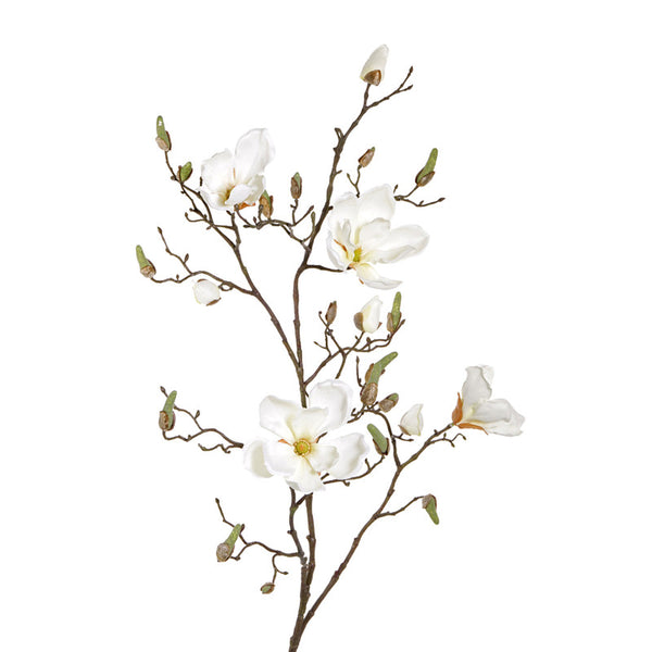MAGNOLIA CREMA 107 CM SOULANGEANA (4 FLORES)