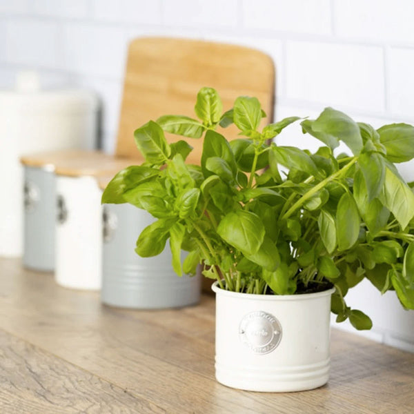 TARRO DE HIERBAS CREMA